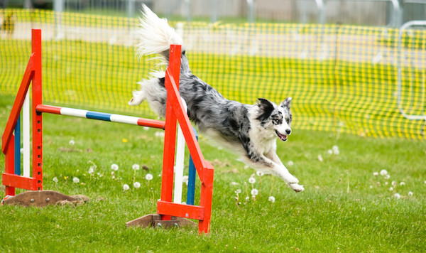 Training, Course, Agility, Dog, Puppy, Valentines