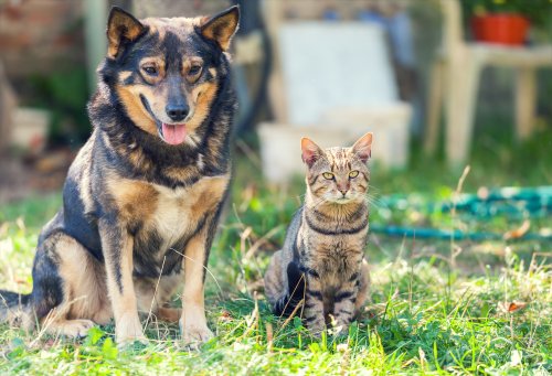 Dog, Cat, Outdoors, Valentines, Fun, Play