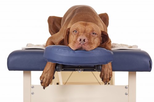 Massage, Dog, Spa, Valentines, Gift