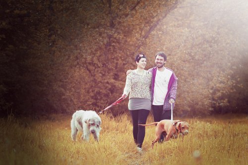 Dog, Walk, Valentines, Webbox