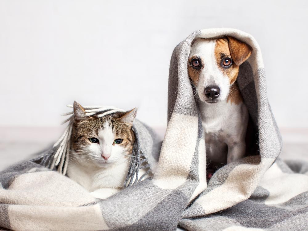 Tips for keeping your pet happy on Bonfire Night